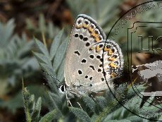 Голубянка Замотайлова 003